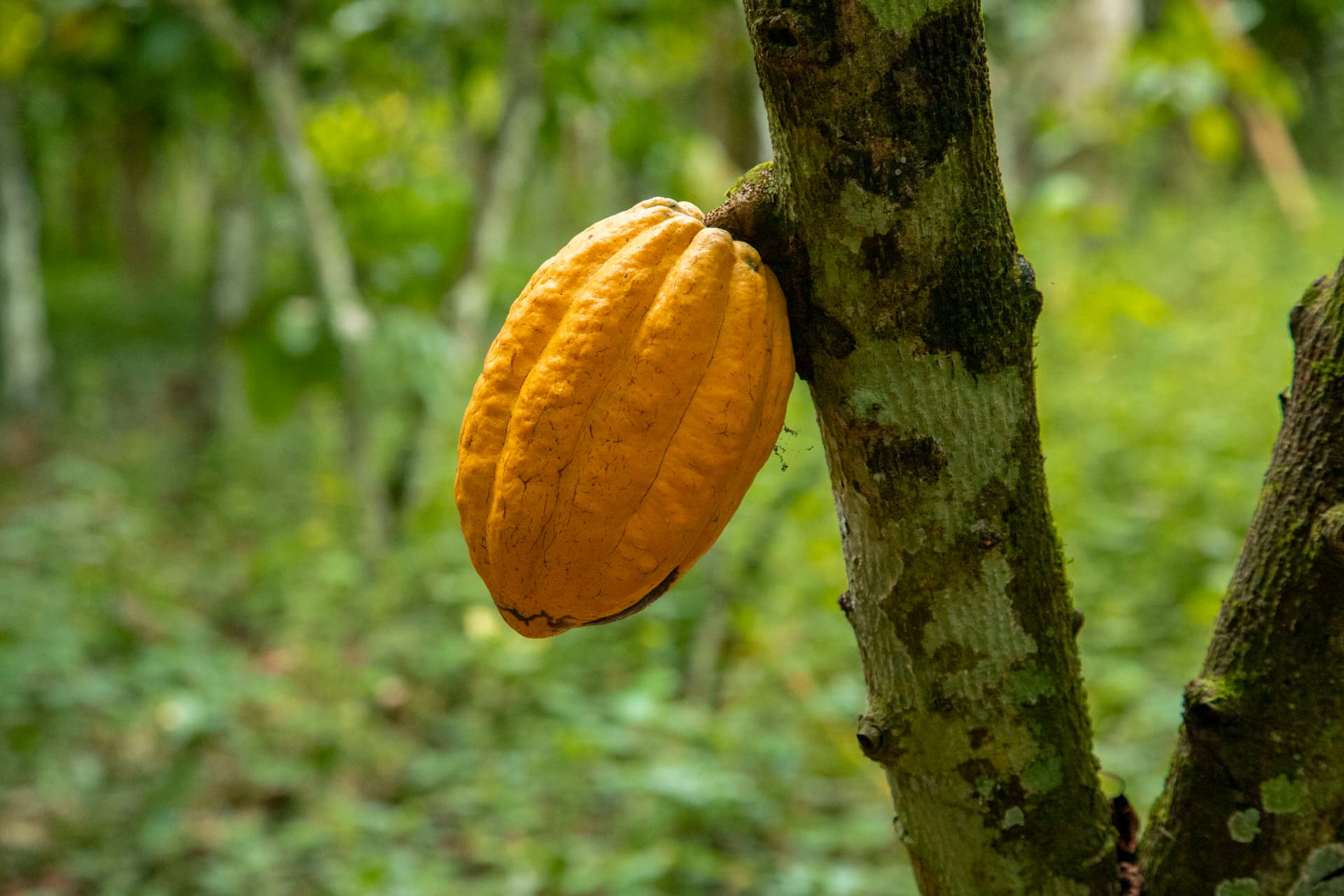 A ripe golden cocoa pod on the trunk of a shaded cocoa tree in Ghana's Eastern Region